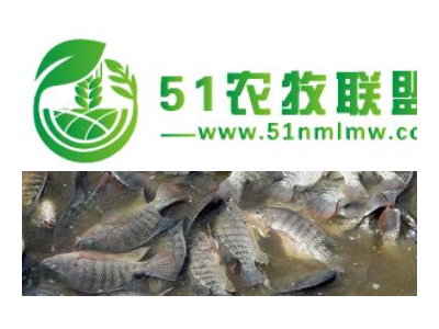 鱼类养殖价格图1