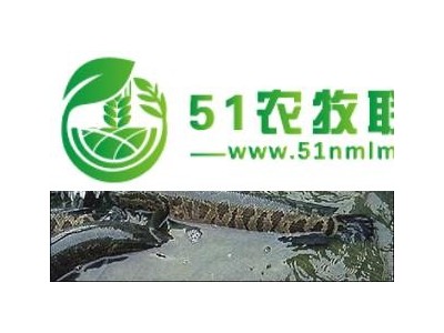 黑鱼 生产方法 养殖方法）黑鱼生产方法图1