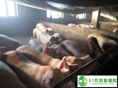 黑龙江大庆市生猪养殖找哪家，黑龙江大庆市生猪批发供应销售图1