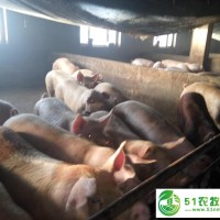 黑龙江大庆市生猪养殖找哪家，黑龙江大庆市生猪批发供应销售