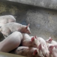 黑龙江鸡西生猪价格行情 鸡西生猪养殖场 2017生猪价格走势