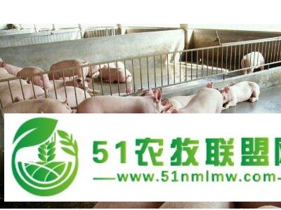 山东三元仔猪较**图1