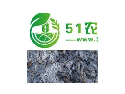 养殖泥鳅一亩要投资价格，泥鳅苗的价格图1