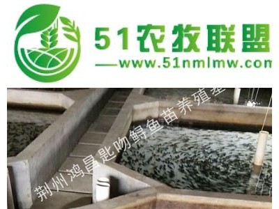 大量供应**杂交鲟鱼苗图1