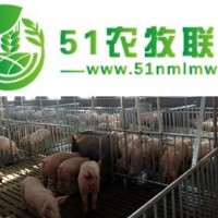 猪舍料线价格_牧鑫养殖设备 在线咨询 _猪舍料线