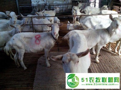 莘县山羊养殖技术图1