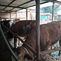 山东招远新*肉牛养殖技术及价格