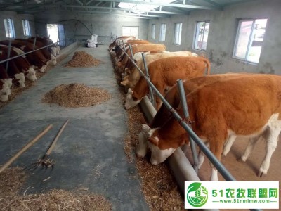 通辽市肥牛养殖基地，通辽市肥牛养殖图1
