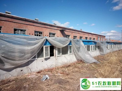 讷河市*生猪养殖 讷河生猪养殖场图1