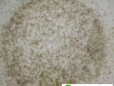 华广水产 【苗场鱼花】草鱼水花 鲩鱼水花 四大家鱼水花图1