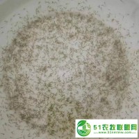 华广水产 【苗场鱼花】草鱼水花 鲩鱼水花 四大家鱼水花