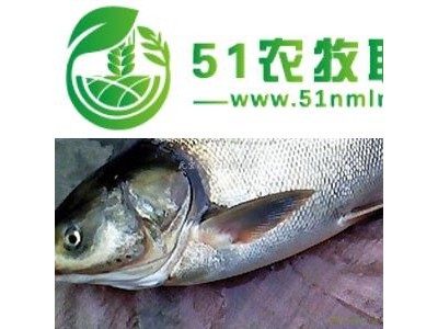 有机鲢鱼图1