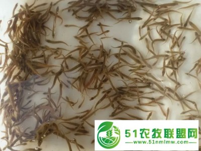 武汉裕农水产养殖基地供应各种规格**他爱玩泥鳅苗，转让人工孵化技术图1