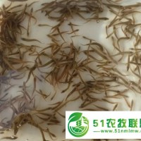 武汉裕农水产养殖基地供应各种规格**他爱玩泥鳅苗，转让人工孵化技术