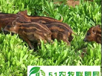 福建小野猪，野猪苗养殖，众鑫野猪，福州纯种野猪图1