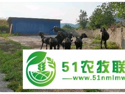 杭州纯种努比亚大耳黑山羊繁育种羊场图1