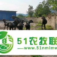 杭州纯种努比亚大耳黑山羊繁育种羊场