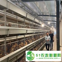 四层H型育雏全自动厂家浩克农牧