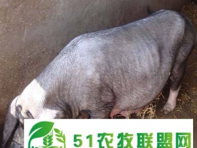 邯郸育肥猪批发厂家哪家口碑好？欢迎各路大神来解答图1