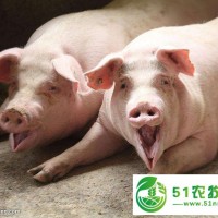 锦州市养殖猪价格，锦州市养殖猪销售