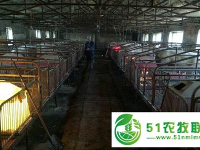 甘南县生猪养殖场 甘南县生猪饲养图1