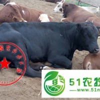 山西肉牛价格，忻州肉牛养殖场