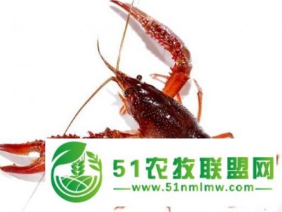 四川小龙虾价格在市场怎样那里有龙虾种苗出售图1