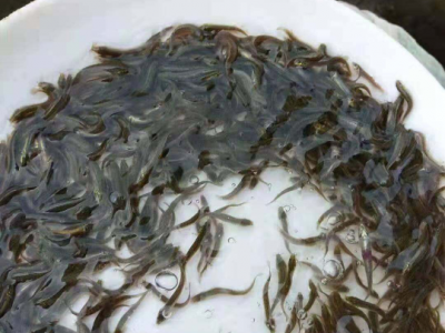孝感嘉合10号泥鳅怎么样图1