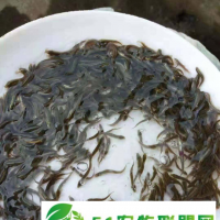 孝感嘉合10号泥鳅怎么样