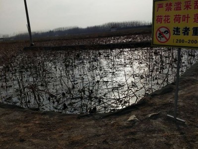 章丘市白云湖鱼苗养殖图1