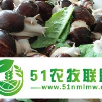 贵州黔茗惠农农业科技有限公司自由白玉蜗牛养殖基地