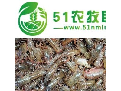 兴安盟小龙虾养殖培训图1