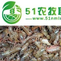 兴安盟小龙虾养殖培训