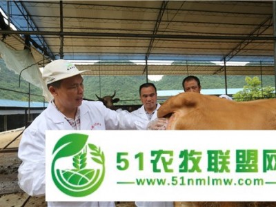 南阳有养牛场图1