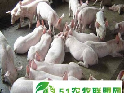 盐山养殖厂为您介绍如何挑选猪苗图1