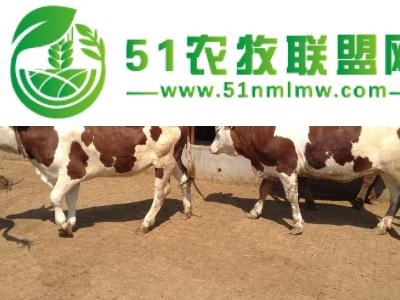 肉牛大型养殖基地 纯种的肉牛养殖效益怎么样图1