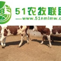 肉牛大型养殖基地 纯种的肉牛养殖效益怎么样