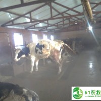 奶牛养殖应该注意那些事情 养殖奶牛场地和设备该怎么选