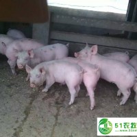 山东仔猪苗猪供应价格求购仔猪猪场消毒注意事项生猪价格预测仔猪苗猪供应基地 猪病预防指南的仔猪价格便宜的仔猪比较多