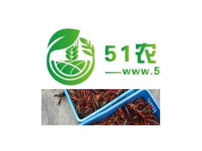 **龙虾养殖基地 **龙虾养殖利润图1