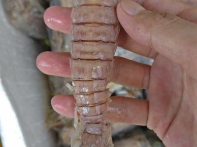熟冻濑尿虾批发_皮皮虾熟冻大虾蛄_鲜活皮皮虾图1