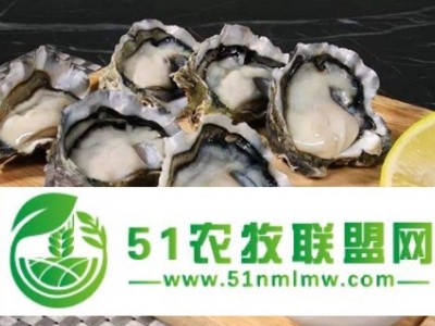 湛江生蚝批发一箱/生蚝批发市场/生蚝的食用方法图1