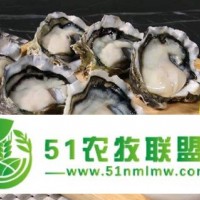 湛江生蚝批发一箱/生蚝批发市场/生蚝的食用方法