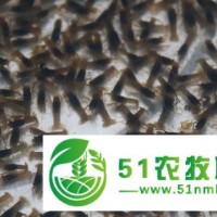 澳洲淡水龙虾苗批发-广东金沃农业