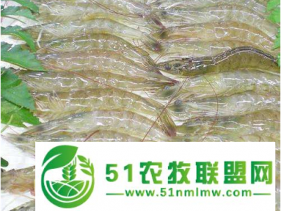 对虾养殖怎么样对虾养殖赚钱吗？图1
