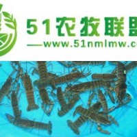 武汉养殖基地小龙虾虾苗产量高 成品虾包回收