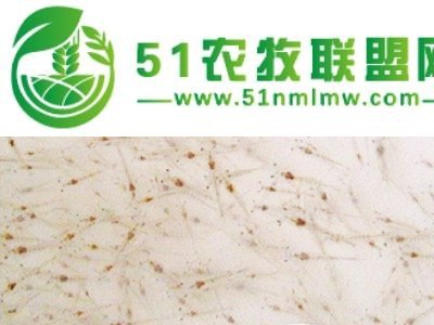 高成活率虾苗图1