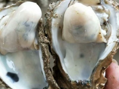 生蚝批发牡蛎价格 广东湛江生蚝批发价格 半壳生蚝扇贝冻品批发图1