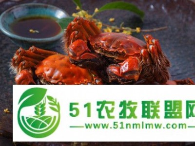 良好的高质量的上海阳澄湖大闸蟹胡氏蟹业好图1