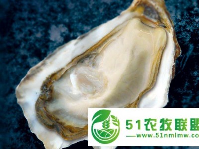 舟山生蚝批发_应记鲜活生蚝批发公司图1